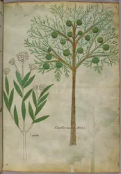 Botanisk illustration av växter, ca 1440 (bläck  färg på pergament)