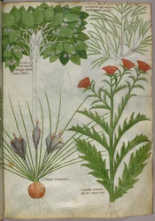 Botanisk illustration av växter, ca 1440 (bläck  färg på pergament)