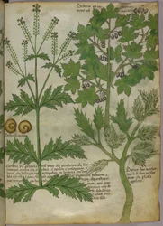 Botanisk illustration av växter, ca 1440 (bläck  färg på pergament)