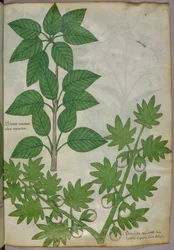 Botanisk illustration av växter, ca 1440 (bläck  färg på pergament)