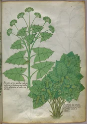 Botanisk illustration av växter, ca 1440 (bläck  färg på pergament)