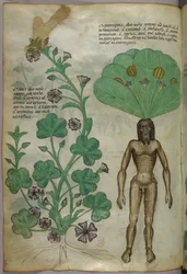 Botanisk illustration av växter, bl.a. en alruna med en naken manskropp som rot, ca 1440 (tusch  färg på pergament)
