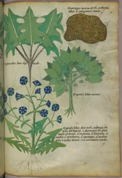 Botanisk illustration av växter, bl.a. en svamp, ca 1440 (tusch  färg på pergament)