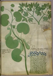 Botanisk illustration av växter, inklusive blommor, ca 1440 (bläck  färg på pergament)