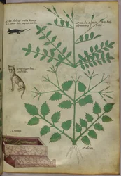 Botanisk illustration av växter med en leopard, en mus och ett lik, ca 1440 (tusch  färg på pergament)