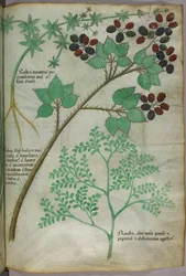Botaniska illustrationer av krapp [rubea]; björnbär [rubus]; rue [ruta], ca 1440 (bläck  färg på pergament)
