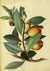 Cashewnötter av Ulisse Aldrovandi