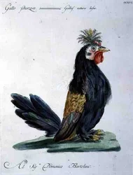 Tupp, ca 1767-76