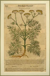 Fänkål, en botanisk platta från Discorsi av Pietro Andrea Mattioli (1501-77) publicerad i Venedig, 1570