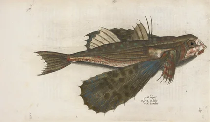 Flygfisk, illustration från 