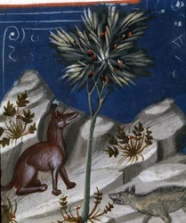 Räv och en varg, illustration från "Codex Justianus", 1350