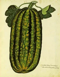 Grön avlång squash av Ulisse Aldrovandi (1522 - 1605) plåt publicerad i Piante Fiori Frutti (handfärgad gravyr).