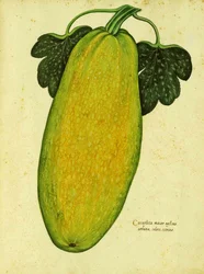 Heirloom Squash av Ulisse Aldrovandi
