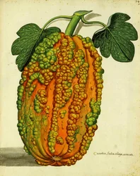Heirloom Squash av Ulisse Aldrovandi