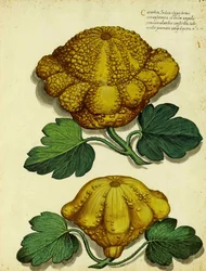 Heirloom Squash av Ulisse Aldrovandi