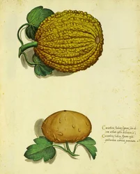 Heirloom Squash av Ulisse Aldrovandi