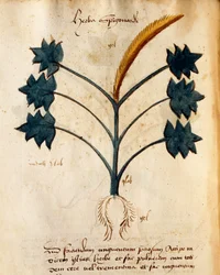 Herba Spigonardi av Orgione Rizzardo