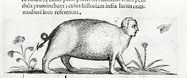 La manticore - i "Om monsters orsakers natur bok två" av Fortunio Även om