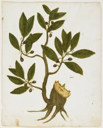 Laurel Tree (Laurus nobilis) (wc & tempera på papper)