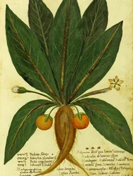 Mandrake av Ulisse Aldrovandi