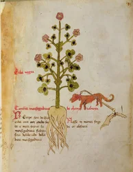Ms 1591 Fol.38r Herba negra (vellum)