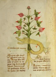 Ms 1591 Fol.6v Herb of Roman Chivalry, sent c.15th (vellum)