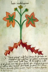 Ms 320 M Fol.13r Herba Antollas Lupanas, från "The Book of Herbarius tillsammans med metoderna för att bereda läkemedel" av Orgione Rizzardo
