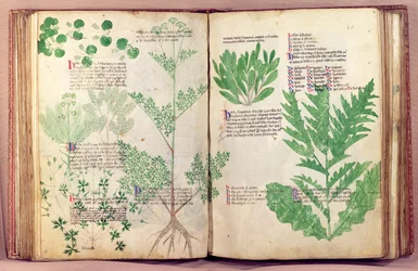 Ms Lat 6823 fol.19v & 80 Plants from De Herbis av Manfredus de Monte Imperiali, c.1330-40