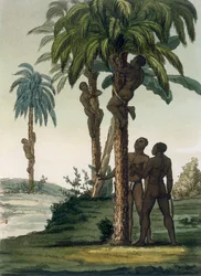 Infödingarna klättrar i handflatorna med hjälp av slinggrimmor runt höfterna, 1820-30-talet