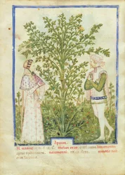 Nouv Acq Lat 1673 fol.28v Selleri, från Tacuinum Sanitatis, ca 1390-1400