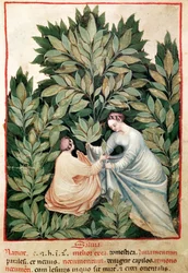 Nouv Acq Lat 1673 fol.34 Två kvinnor som plockar salvia, från Tacuinum Sanitatis, ca 1390-1400