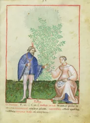 Nouv Acq Lat 1673 fol.83 Roses, från Tacuinum Sanitatis, c.1390-1400