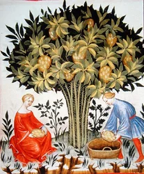Nova 2644 fol.11r Skörda citrusfrukter, från Tacuinum Hygiene Code Vindobonensis (på veläng)