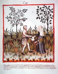 Nova 2644 fol.25v Skörda lök, från Tacuinum Sanitatis Code Vindobonensis (på veläng)
