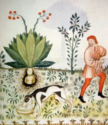 Nova 2644 fol.40r Mandrake, från Tacuinum Sanitatis