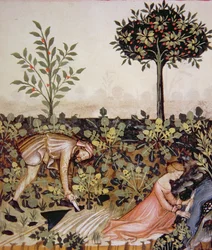 Nova 2644 fol.52r Skördar pepparrot, från Tacuinum Hygiene Code of Vienna