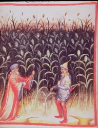 Nova 2644 fol.92v Odlingen av sockerrör, från Tacuinum Sanitatis
