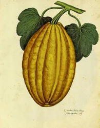 Oblong Squash av Ulisse Aldrovandi