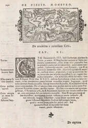 Sida 740 från Nordens historia av Magnus Olaus, Rom 1565 (tryck & gravyr)