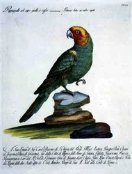 Papegoja, ca 1767-76 (handfärgad gravyr)