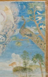 Påfågel, detalj av 3496206