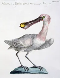 Pelican, ca 1767-76 (handfärgad gravyr)