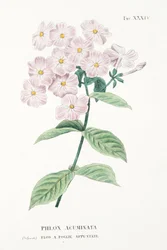 Phlox Acuminata, tallrik XXXIV, från L "Antotrofia Ossia La Coltivazione De" Fiori av Antonio Piccioli, pub.1834