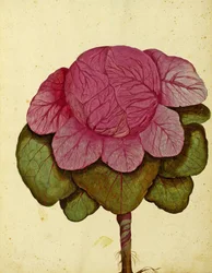 Savoy of Verona Cabbage av Ulisse Aldrovandi