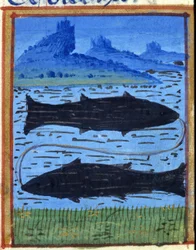Tecken på fisk. Italienskt horoskop, mitten av 1400-talet.