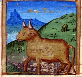 Tjurens tecken. Italienskt horoskop, mitten av 1400-talet.