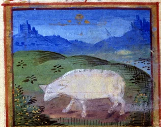 Tecken på baggen. Italienskt horoskop, mitten av 1400-talet.