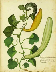 Snake kalebass av Ulisse Aldrovandi