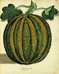 Squash av Ulisse Aldrovandi (1522 - 1605) tallrik publicerad i Piante Fiori Frutti (handfärgad gravyr).