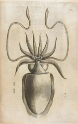 Bläckfisk, illustration från 